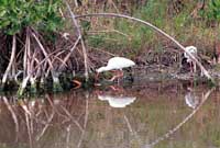 Ibis, reflections