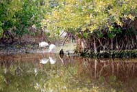 Ibis Feeding with Reflections