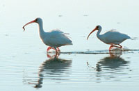 Chasing the Ibis with the Worm