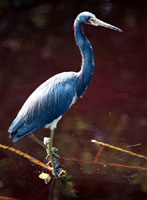 Tri-Color Heron