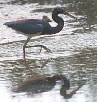 Tri-Color Heron