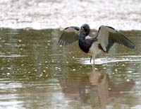 Tri-Color Heron Fishing