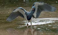 Tri-Color Heron Fishing