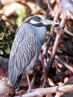 Night Heron