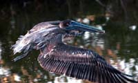 Pelican in Flight