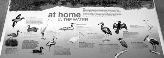 Birds of Ding Darling