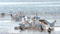 White Pelicans