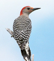 Red-Bellied Woodpecker
