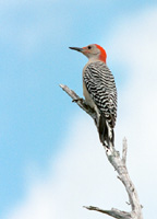 Red-Bellied Woodpecker
