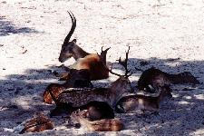 Antelope and other hoofers