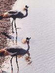 African Crowned Cranes