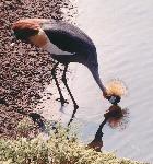 African Crowned Cranes