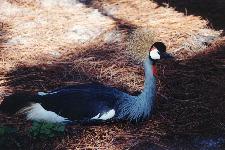 African Crowned Crane