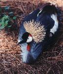 African Crowned Crane