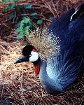 African Crowned Crane