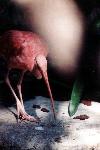 Red Ibis