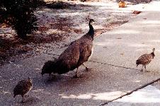 Mom & the Kids at The Zoo