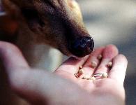 Feeding the Deer
