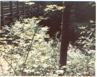 bridge2.jpg (32863 bytes)