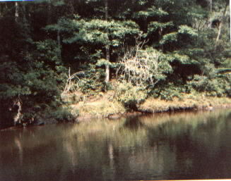 river1.jpg (22680 bytes)