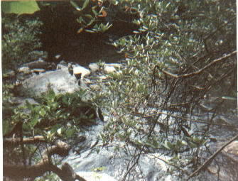 tristatepoint.jpg (27843 bytes)