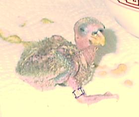 baby1.jpg (19137 bytes)