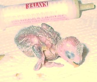 baby2.jpg (22385 bytes)