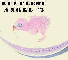 baby3.jpg (133902 bytes)