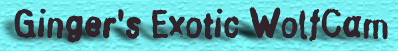 Ginger's Exotic WolfCam�