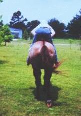 A picture of Buck's butt