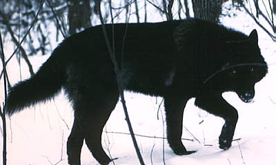 black wolf
