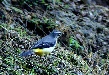 Grey Wagtail