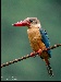 Stork-billed Kingfisher