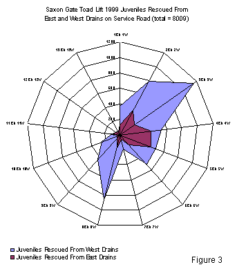 Spider Graph Juveniles rescued from west and east drains.
