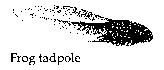 Frog tadpole