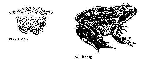 Frog spawn and adult frog