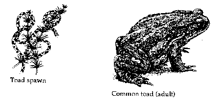 Toadspawn and adult toad