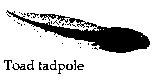 Toad tadpole