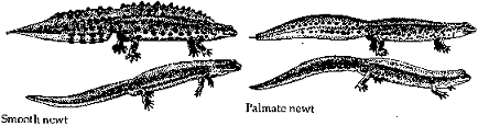 Smooth newt and palmate newt