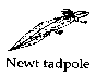 Newt tadpole