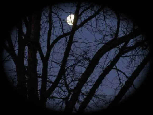 Backdrop of moon shining through trees