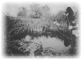 The Manor House Ornamental Pond (Clik to view full size 65kB)