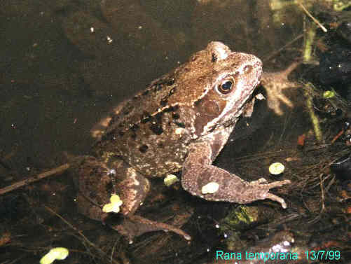 This photograph was taken at Shortmead, a pond not far from Saxon Gate.