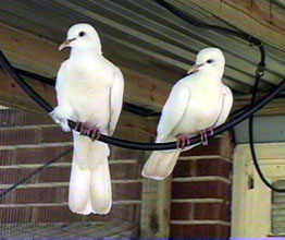 2_doves.jpg (59917 bytes)