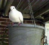 bird1.gif (21020 bytes)