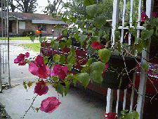 boganvilla.gif (33012 bytes)