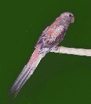 bourke1.gif (9015 bytes)