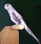 bourke4.gif (13284 bytes)