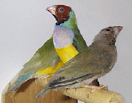 gould2.gif (19261 bytes)