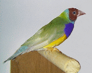 gould3.gif (16180 bytes)